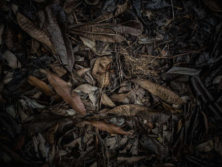Dead leaves for backgrounds and texturesの写真素材