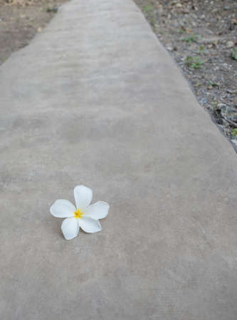 Flower drop on the groundの写真素材
