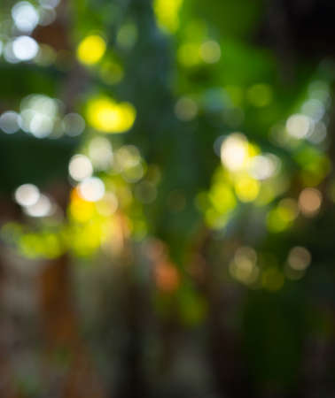 defocused bokeh background of  garden with blossoming trees in sunny day, backdropの写真素材