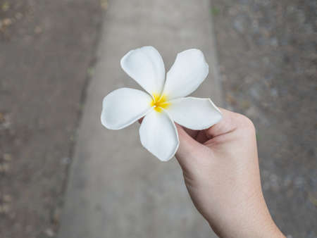 Keep white flower from the gardenの写真素材