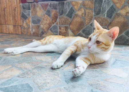 Cat lookingの写真素材