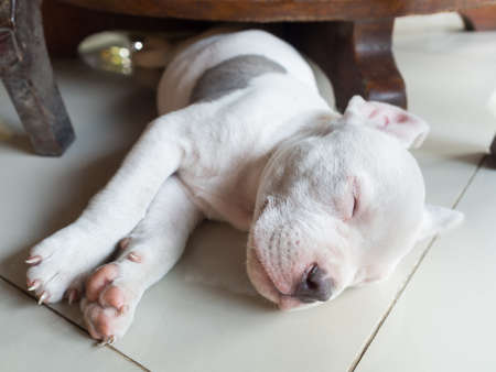 Puppy dog sleeping on tiledの写真素材