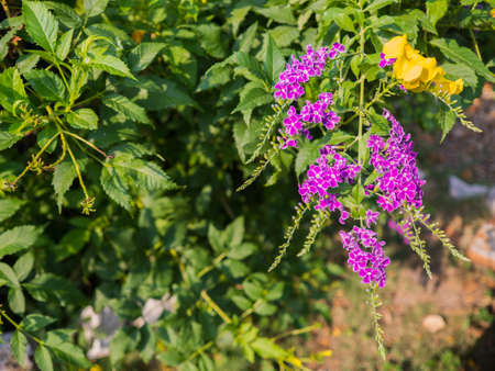 Purple flowers background in garden,purple hanging flowers