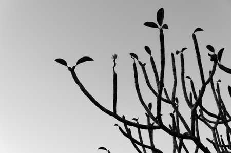 Dry tree small and large branches backgroundの写真素材