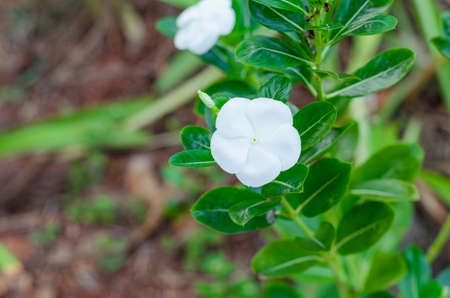 White flower on green leaf background in gardenの写真素材