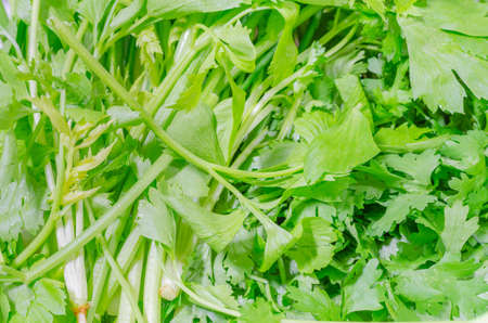 Green fresh salad leaves close up