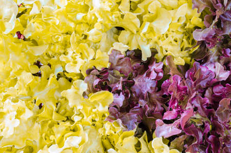 Fresh Salad leaves with Green Oak, Red Leaf Lettuceの写真素材