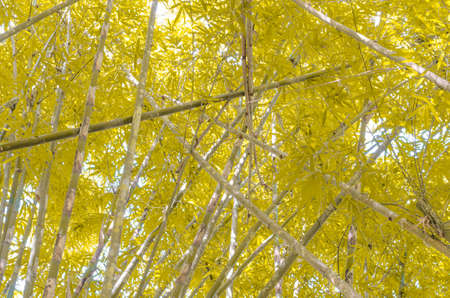 bamboo leaves background in the thailandの写真素材