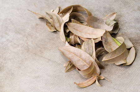 Dead leaves in garden for backgrounds and texturesの写真素材