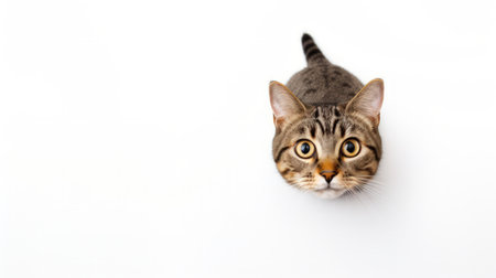 A cat with a yellow eye stares at the camera. The cat is looking directly at the camera, and its eyes are wide open. The cat's fur is a mix of brown and black, and it has a striped tailの素材