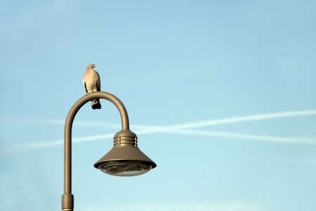Pigeon watches the world go byの写真素材