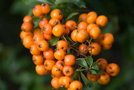 Summer fruitsの写真素材