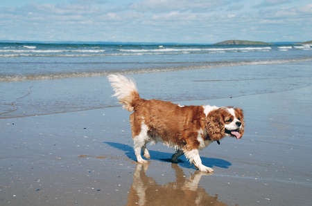 Charlieの写真素材