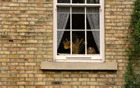 A dog watches the outdoor activity                               の写真素材
