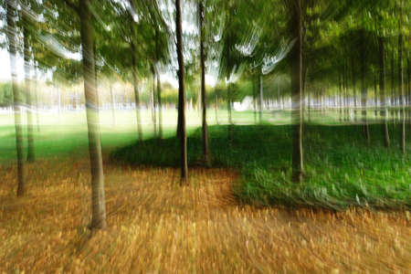 Zooming into the woods                               の写真素材