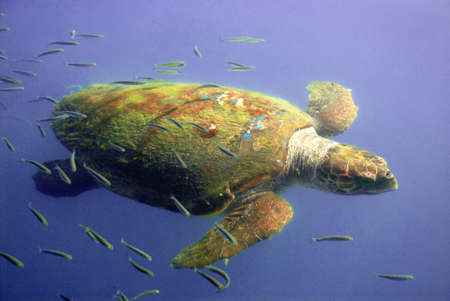 Giant sea turtle swimmingの写真素材