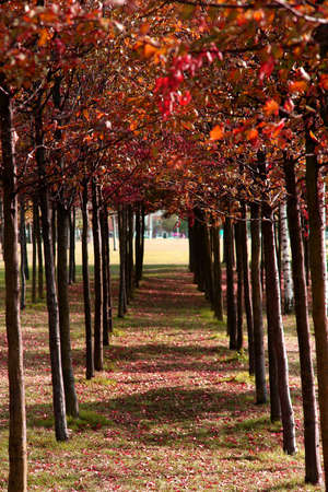 Autumn                   の写真素材