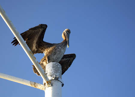 Heronの写真素材