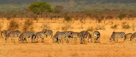Herd of Zebraの写真素材