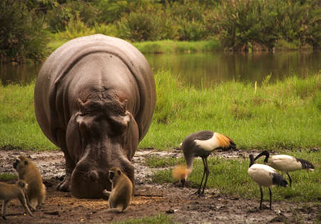 Hippo & Co feedingの写真素材