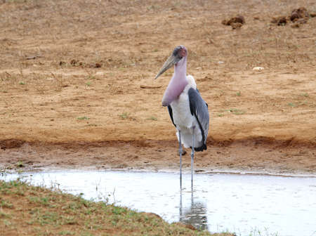 Lone bird in a watering holeの写真素材