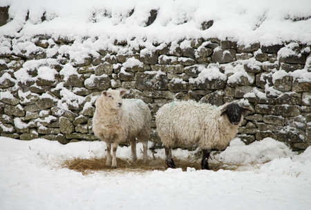 Two sheep find a dry patchの写真素材