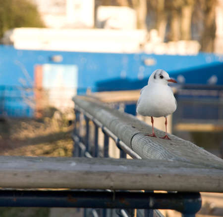 Bird perched on a railing.の写真素材