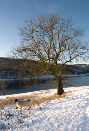 A snowey winter tree.の写真素材