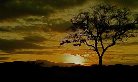 A Kenyan sunset.の写真素材