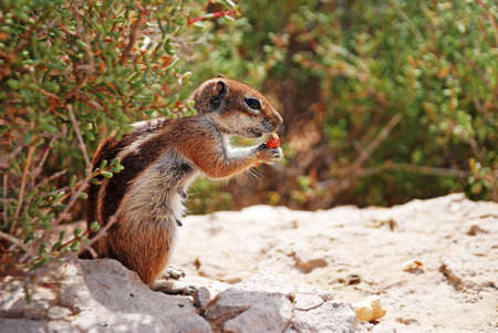 Chipmunk eatingの写真素材