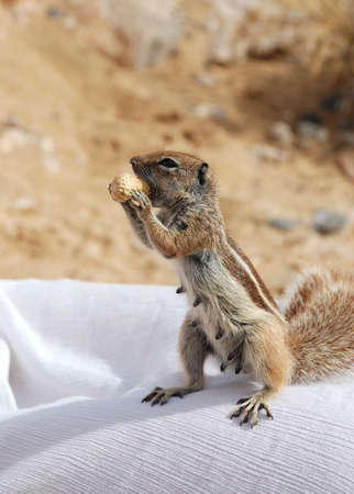 Chipmunk eatingの写真素材