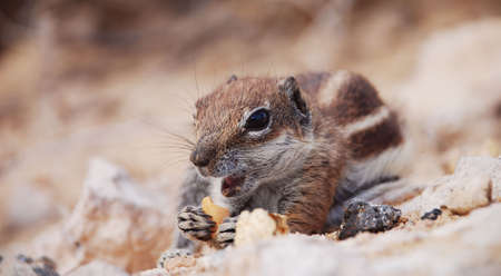 Chipmunk eatingの写真素材