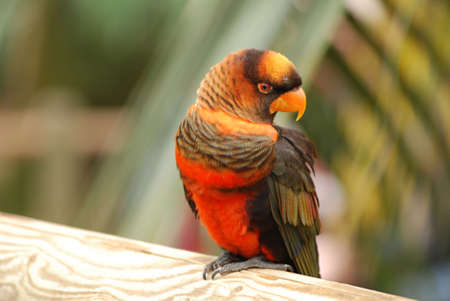 Parrotの写真素材