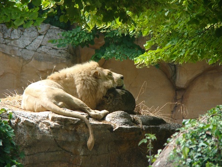 Sleeping lion on the rockの写真素材