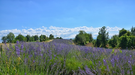 Lavender Field in Piedmont, Langhe Region, Italyの写真素材