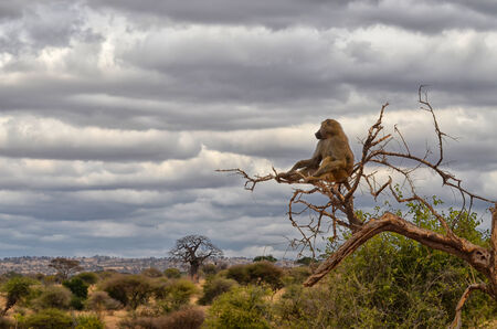 Lonely baboon watching African landscapeの写真素材