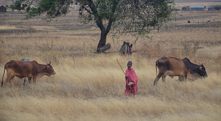 Masai children with cattle in Tanzaniaのeditorial素材