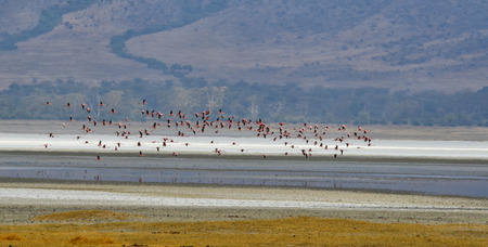 Flying Pink Flamingos in Serengeti National Park, Tanzaniaの写真素材
