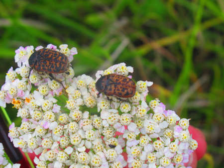 Chafer Beetles. There are numerous sub-species of these beetles. The Pupae develop underground where...