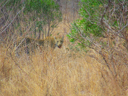 A female Leopard, partially camouflaged, leaves her cub hidden so she can hunt and drink to keep her...