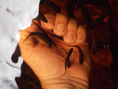 A human hand submerged into a truly wild stream is inundated with tiny red-fin Barbs feeding on...