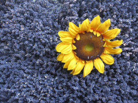 Lavender and sunflower... seen at a little French market.の写真素材