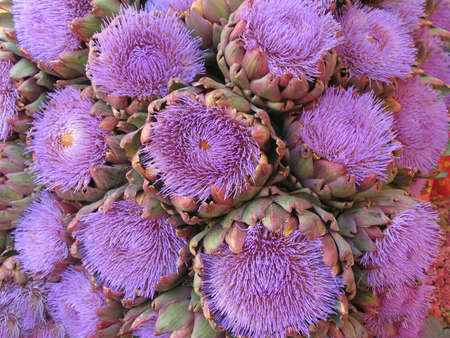 Artichoke flowersの写真素材