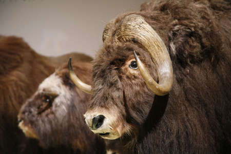 Conservated buffaloes.の写真素材