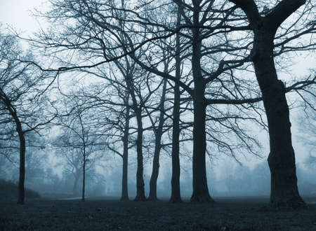 A calm, foggy November afternoon in the park around dusk.の写真素材