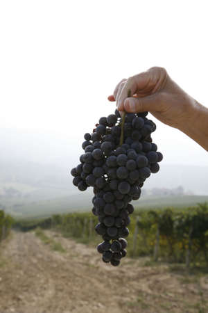 Female farmer with a bunch of ripe Nebbiolo grapes for the famous Barolo wine - Piemonte - Italy.