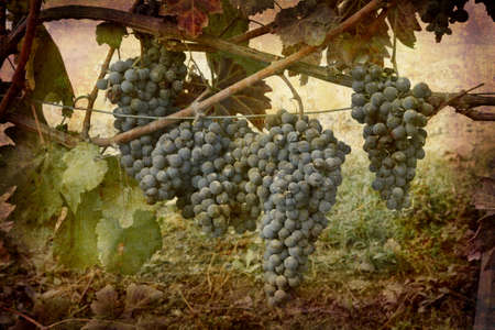 Artistic work of my own in retro style - Postcard from Italy. - Ripe Nebbiolo grapes - Piedmont.の写真素材