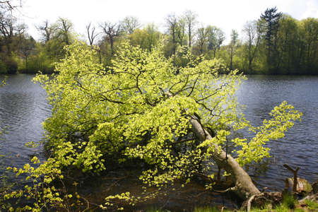 Tilted beech tree in Danish forest.の写真素材