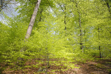 Danish spring forest with delicate green leaves.