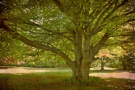 Artistic work of my own in retro style - Postcard from Denmark. - Beautiful old Beech tree.の写真素材